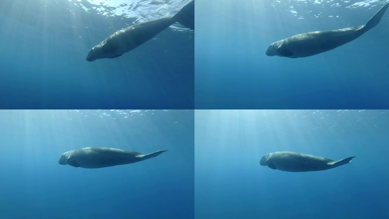 海牛 (儒艮Dugong dugon) 呼吸，并在早晨的阳光照射下在蓝色的水中缓慢游泳。水下射击，低