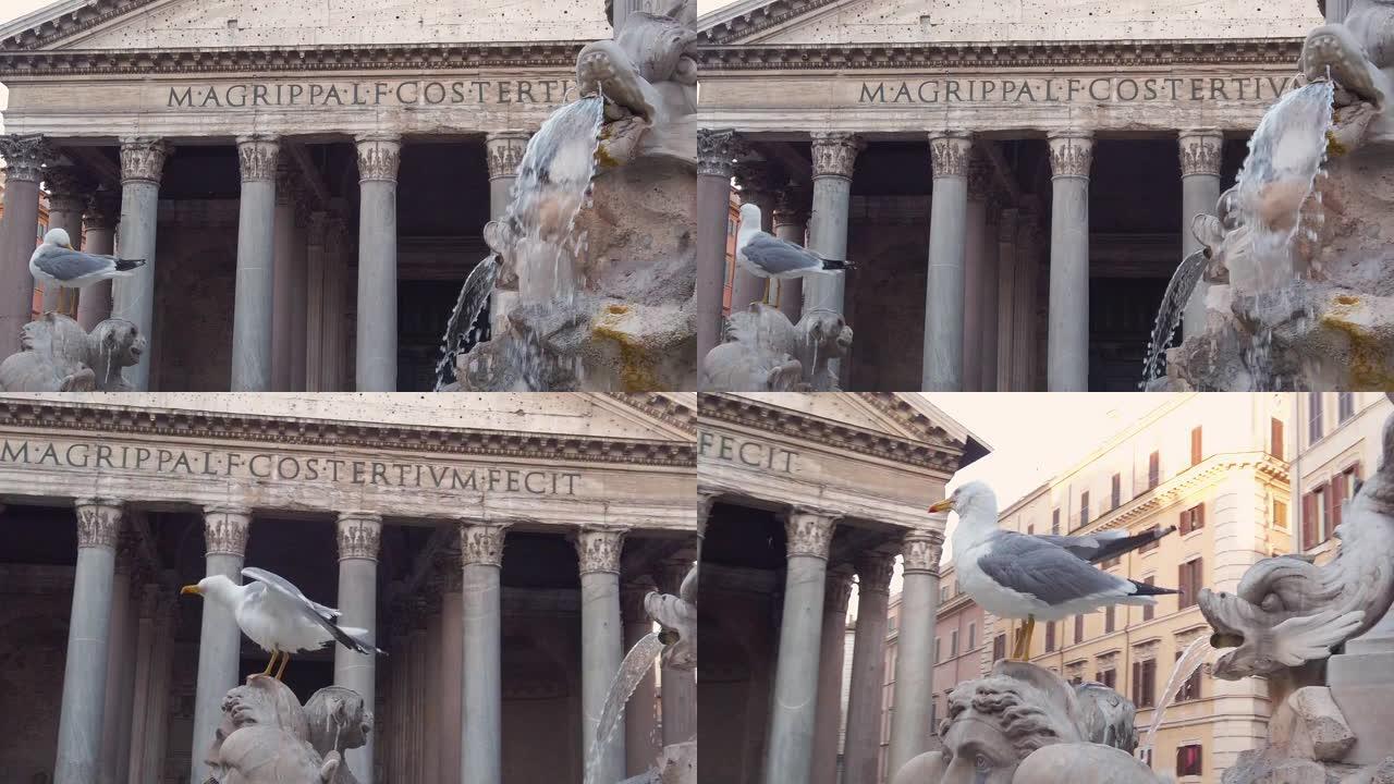 意大利罗马海鸥、喷泉和万神殿