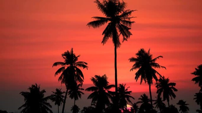 夕阳红的天空和血月升起回云和剪影田野中的椰子树