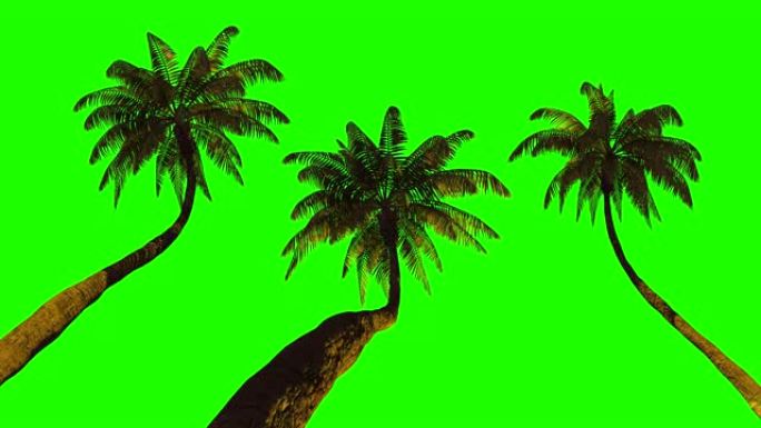 三种不同的棕榈树键控动画。绿色背景。