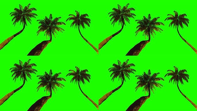 三种不同的棕榈树键控动画。绿色背景。