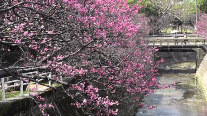 冲绳公园盛开的樱花