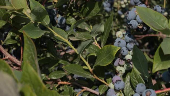 灌木丛上的蓝莓蓝莓水果