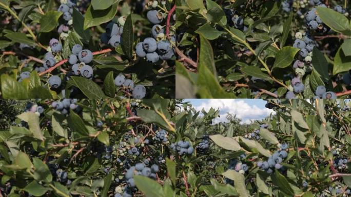 灌木丛上的蓝莓蓝莓水果