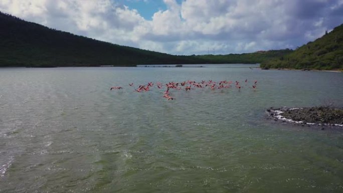 火烈鸟群野生动物保护生物生态飞翔飞鸟