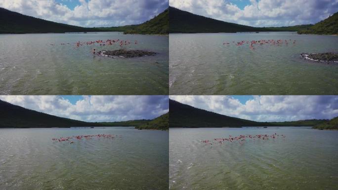 火烈鸟群野生动物保护生物生态飞翔飞鸟