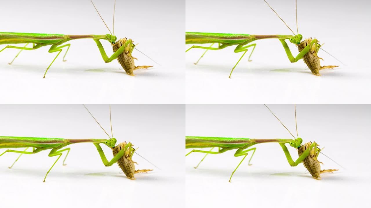 螳螂以蟋蟀为食生物外骨骼捕猎捕食益虫吃蚂