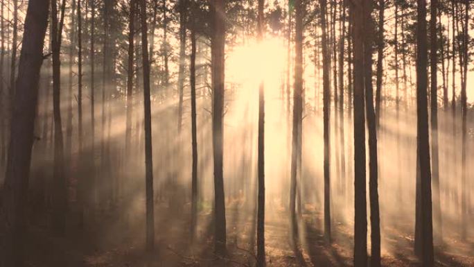 森林的神秘光芒，阳光穿透薄雾。