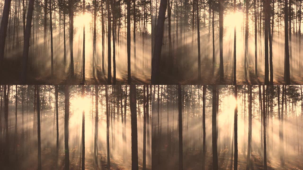 森林的神秘光芒，阳光穿透薄雾。