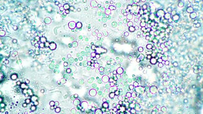 乳品乳杆菌显微镜下微观世界的明亮背景
