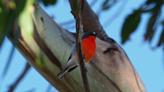 火焰知更鸟-Petroica phoenicea-澳大利亚鲜艳的红色小歌鸟，塔斯马尼亚，澳大利亚南部