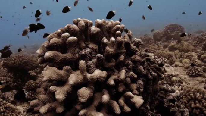 太平洋上被热带鱼包围的珊瑚礁的特写镜头。鱼群的水下生活。在清澈的水中潜水
