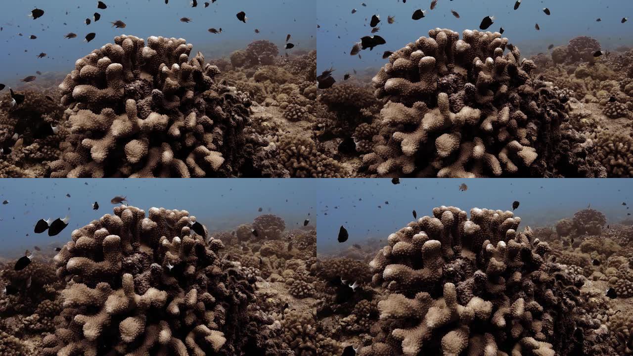 太平洋上被热带鱼包围的珊瑚礁的特写镜头。鱼群的水下生活。在清澈的水中潜水