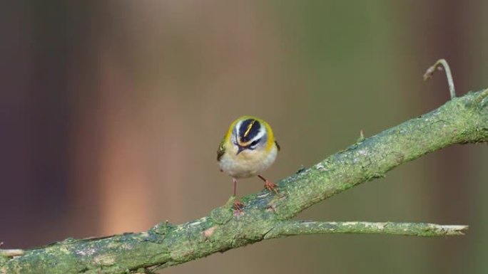 Firecrest - Regulus ignicapilla在黑暗的森林中歌唱，在森林栖息地中有小