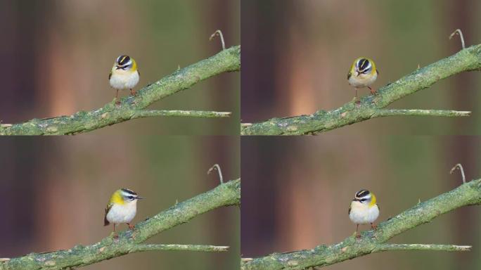 Firecrest - Regulus ignicapilla在黑暗的森林中歌唱，在森林栖息地中有小