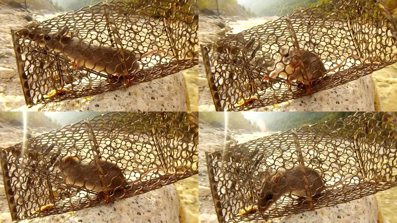 喜马拉雅山多山暴风雨的恒河前的笼子里非常漂亮的老鼠