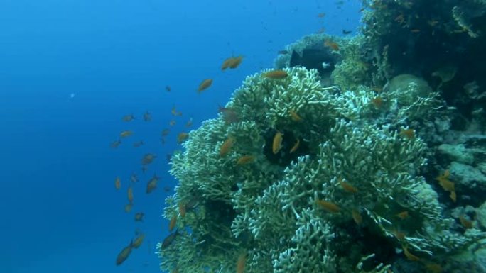 慢动作，水下热带珊瑚花园的生活，相机向前移动。热带彩色海景背景上的彩色海鱼。珊瑚花园海景中的热带鱼群