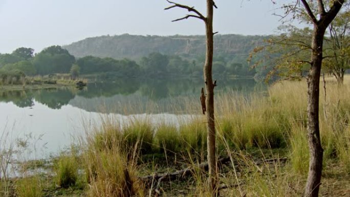 Ranthambore国家公园湖区