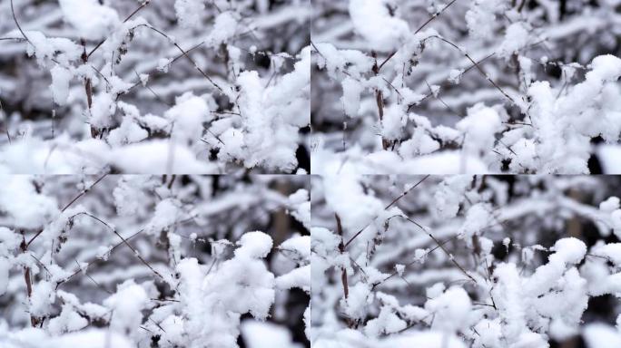 雪后的树，树枝上的雪