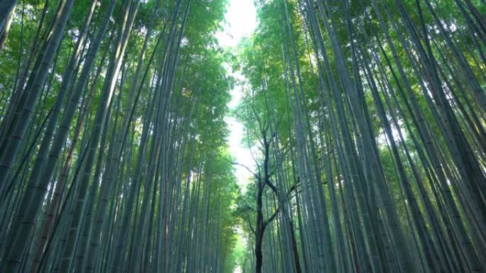 日本竹林。日本京都旅游假期户外度假旅行中岚山的高大树木。自然公园里的高大树木。自然景观背景。