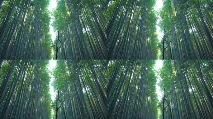日本竹林。日本京都旅游假期户外度假旅行中岚山的高大树木。自然公园里的高大树木。自然景观背景。