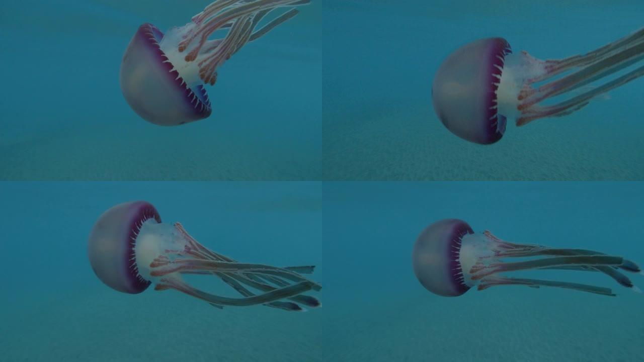 糙皮紫色水母 (Thysanostoma loriferum) 在蓝色的水中游泳。特写，水下拍摄，埃