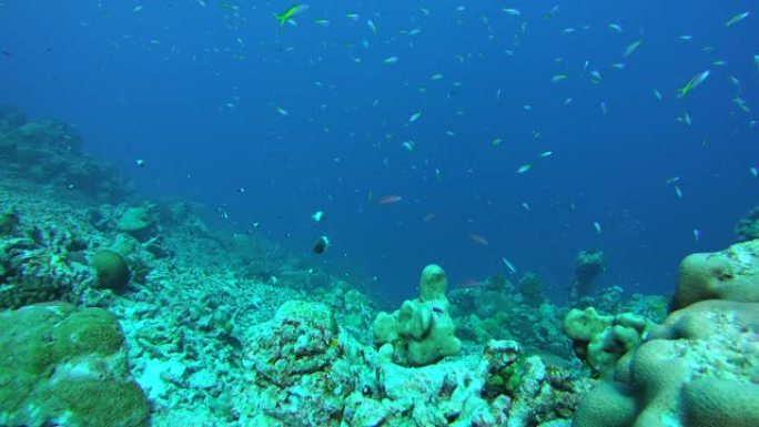 anthias学校在蓝色的海水中游过珊瑚礁，黄背Anthias-pseuanthias evansi