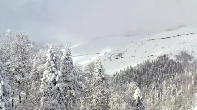 从冬天山上覆盖白雪皑皑的森林上方的鸟起飞的无人机视图。跨越冷杉树。在多云的天际线上鸟瞰雪峰和林地。白