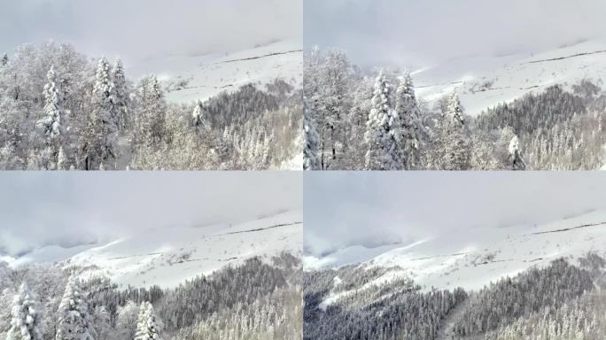 从冬天山上覆盖白雪皑皑的森林上方的鸟起飞的无人机视图。跨越冷杉树。在多云的天际线上鸟瞰雪峰和林地。白