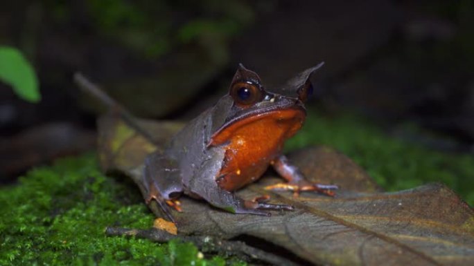 4k镜头特写美丽可爱的婆罗洲角蛙