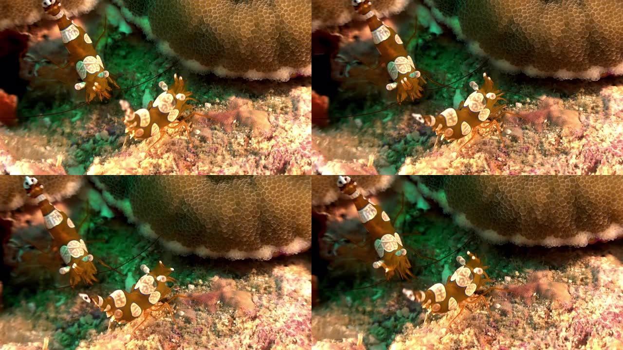 太平洋小丑海葵虾海葵虾海洋大海野生动物海