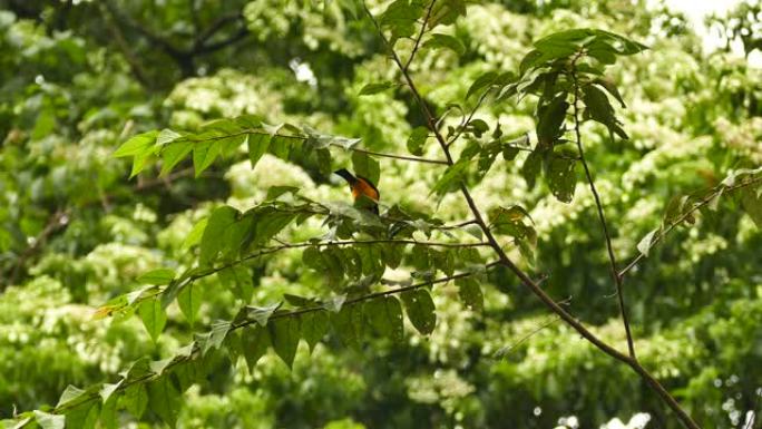 黄鹂鸟觅食树叶，而另一只鸟降落在背景中
