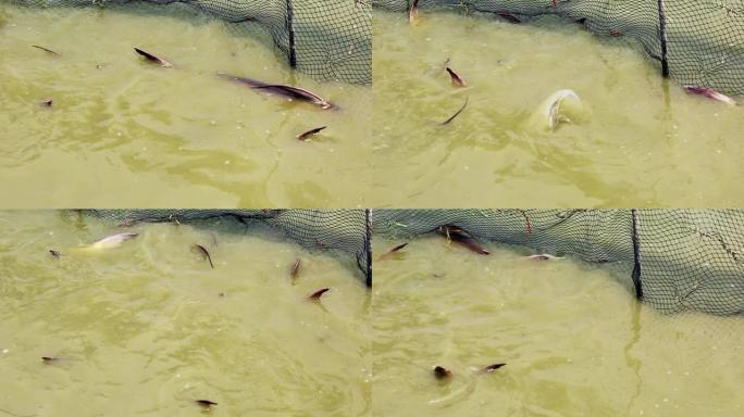 湄南河巨型鲶鱼 (巨型pangasius) 在渔人的陷阱中。