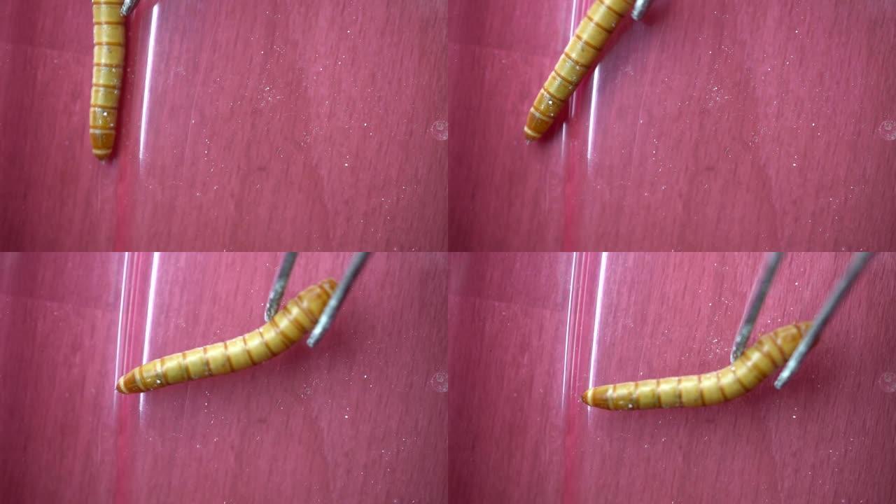 观看慢动作的粉虫的视频