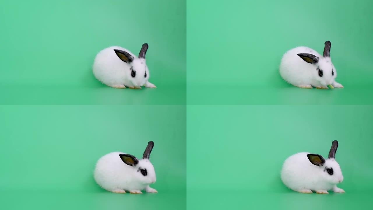 小可爱小白兔吃蔬菜，在绿屏或背景上吃完