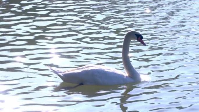 4k宽镜头美丽的白天鹅独自在湖中游泳。天鹅湖野生动物的自然、爱心和环保理念。