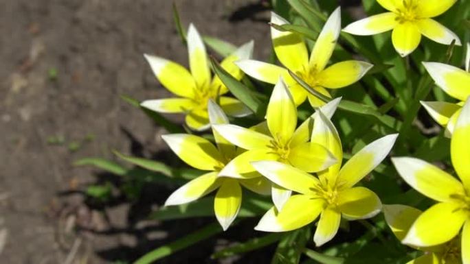 图利帕·塔达。花坛盛开的野生郁金香。美丽的黄色春天的花朵。特写视频