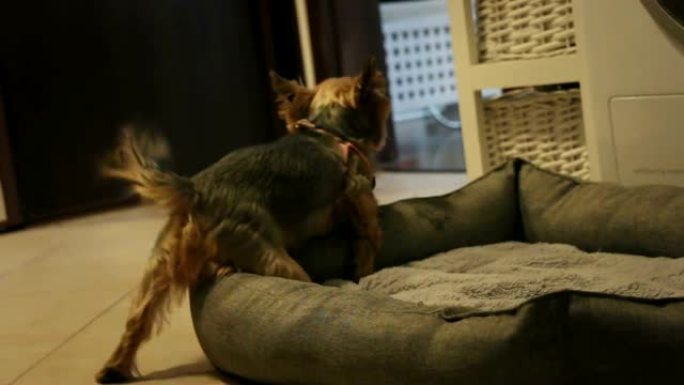 可爱的约克夏犬在地板上驼背柔软的宠物床床垫，软垫哑光，低角度