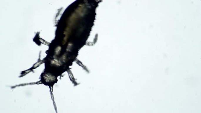 一只花寄生虫甲虫在白色背景上爬行