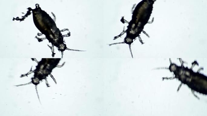 一只花寄生虫甲虫在白色背景上爬行