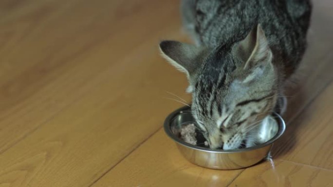 可爱的家常短毛猫猫吃银盘湿食物