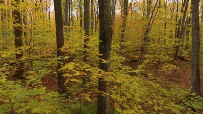 秋天落叶阔叶林的无人机航拍画面多种颜色