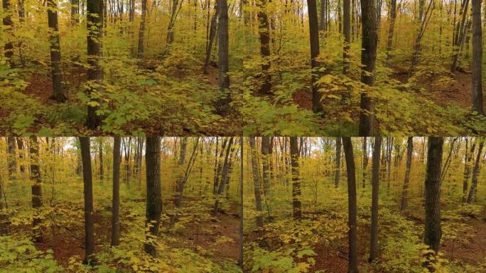秋天落叶阔叶林的无人机航拍画面多种颜色