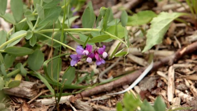 野生豌豆花野生豌豆花