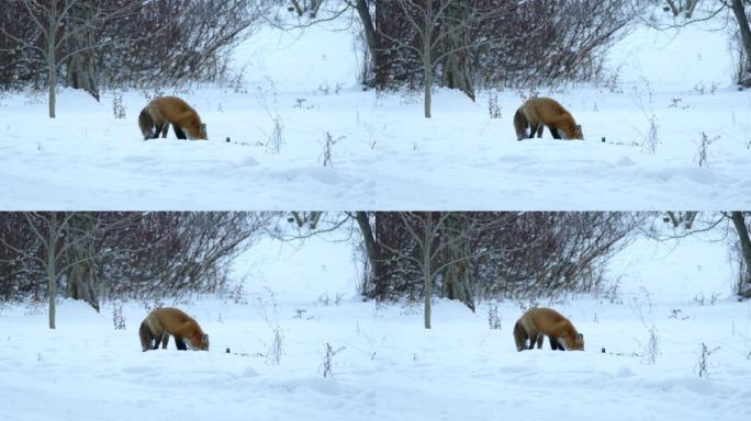 狐狸在雪原上远处觅食，后面有几棵树