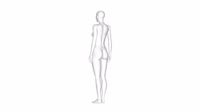 女人，女性人体，3D模型，无缝循环
