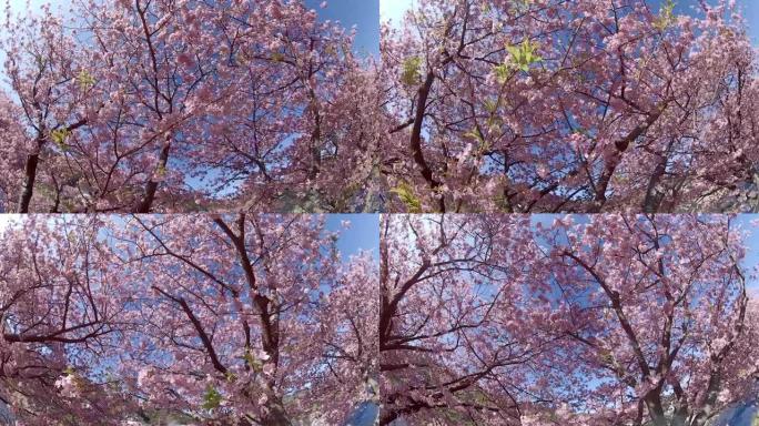 走在河津樱花下生态环境唯美春天风景百花盛