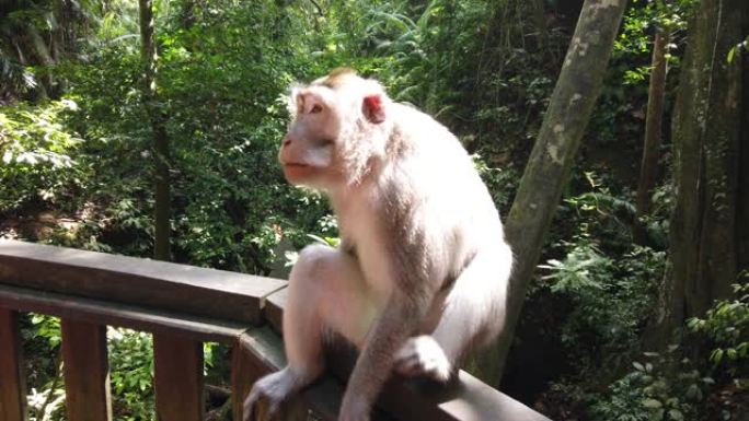 猴子在猴子森林，巴厘岛，印度尼西亚。野生猴子家族。