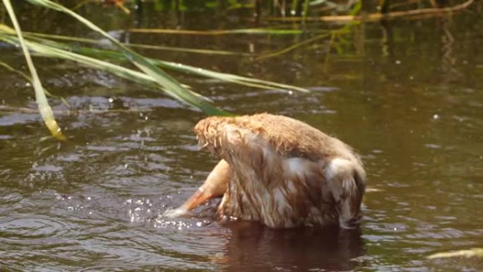 丹顶鹤 (Grus japonensis) 的小鸡捕捉并食用老鼠-兴安自然保护区