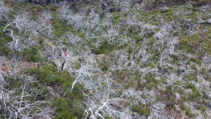 徒步旅行者女性在葡萄牙马德拉岛Pico areiro-Pico Ruivo路线上的白色干燥枯死树森林